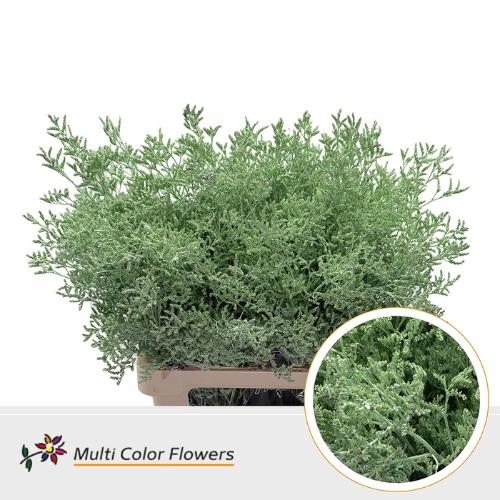Limonium overig kleurbehandeld H%