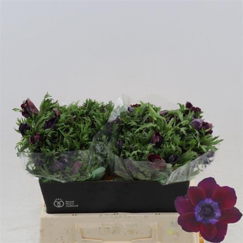 Anemone coronaria 'Galil Bordeaux'