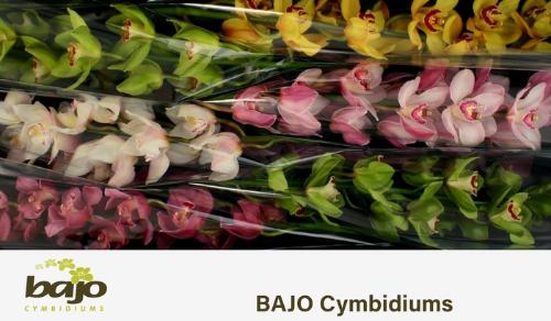 Cymbidium grootbloemig per tak gemengd