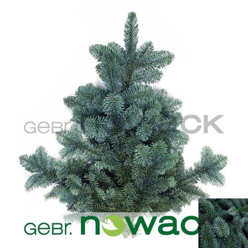 Abies procera Nobilis Blauw per bos