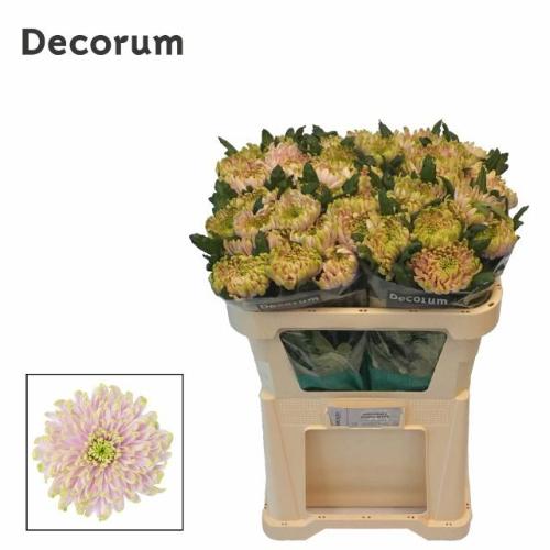 Chrysanthemum Indicum Grp geplozen Rossano Charlotte