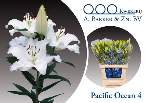 Lilium Oriental Grp 'Pacific Ocean'