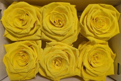 Rosa grootbloemig kleurbehandeld H%