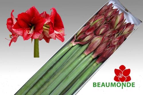 Hippeastrum Galaxy Grp 'Maestro'