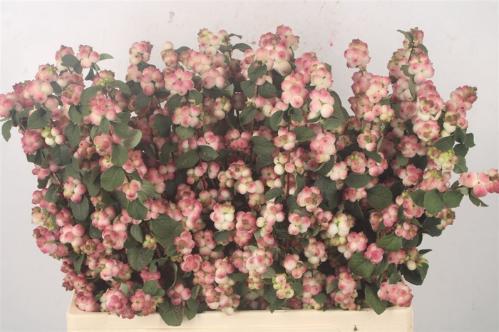 Symphoricarpos (Pink Berry Grp) Magical Red Riding Hood