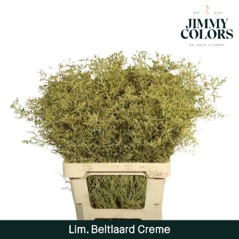 Limonium overig kleurbehandeld H%