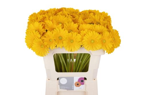 Gerbera mini Emoji