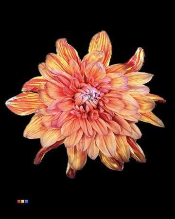 Chrysanthemum Indicum Grp tros kas kleurbehandeld H%