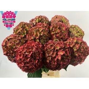 Hydrangea macrophylla Royal Anastasia (classic)