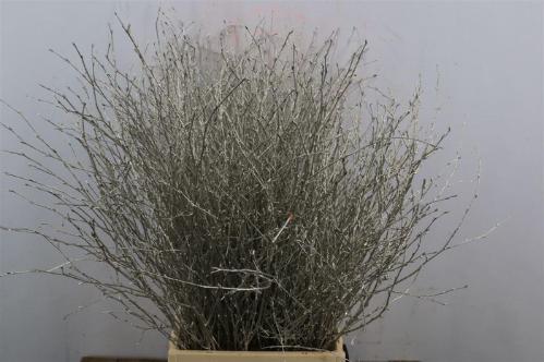 Betula kleurbehandeld H%