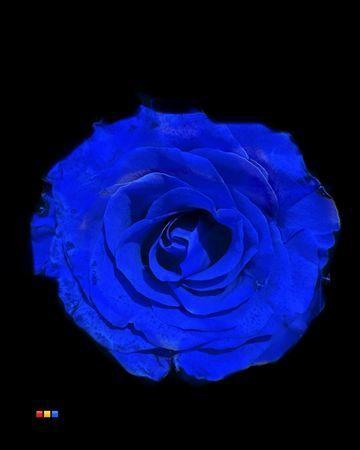 Rosa grootbloemig kleurbehandeld H%