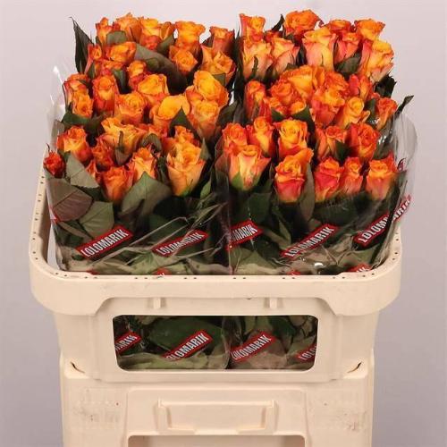 Rosa grootbloemig Marie-Claire!