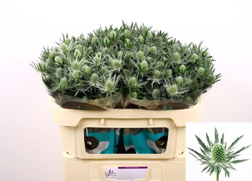 Eryngium Sirius Questar