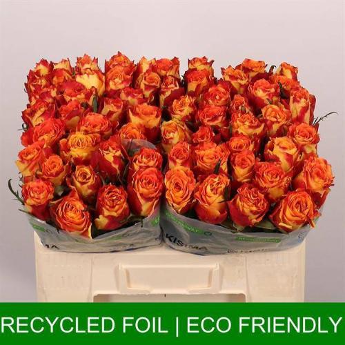 Rosa grootbloemig Silantoi