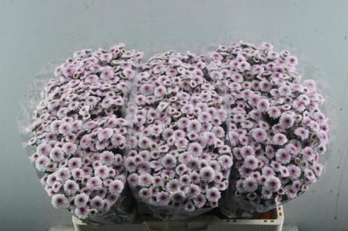 Chrysanthemum (Indicum Grp) tros santini Madiba Bico Tyolo