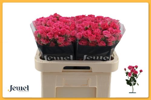 Rosa tros Lovely Lydia