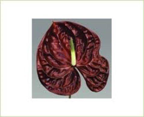 Anthurium Andreanum Grp Tropic Night