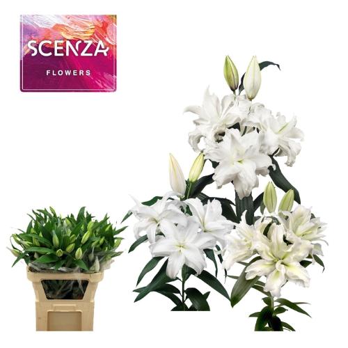Lilium (Oriental Grp) dubbel overig