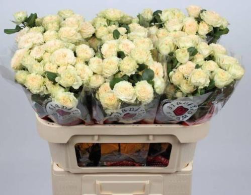 Rosa tros Summerrose