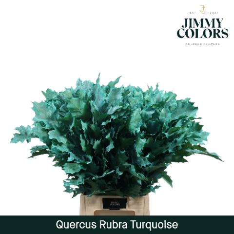 Quercus rubra kleurbehandeld H%