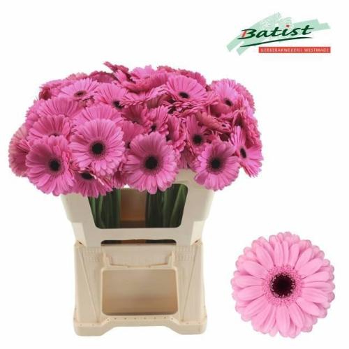 Gerbera mini Talent