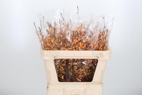 Ilex verticillata 'Golden Verboom'