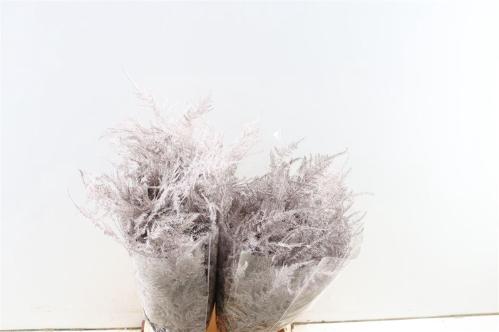 Asparagus overig kleurbehandeld H%