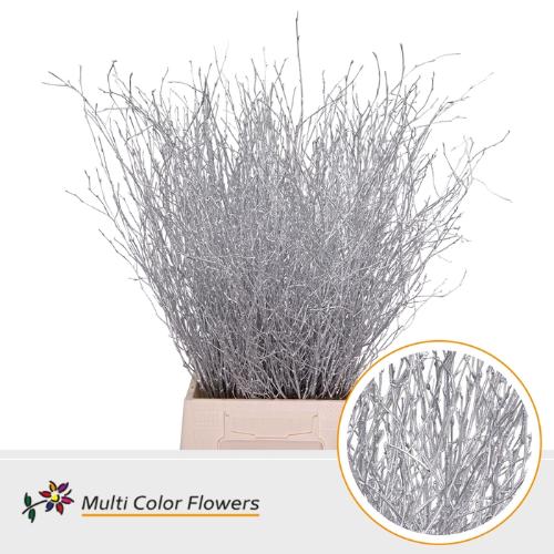 Betula kleurbehandeld H%