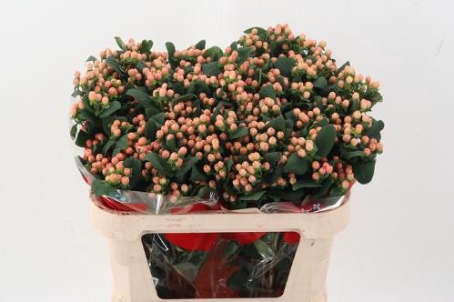 Hypericum androsaemum Mellow Romance