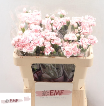 Dianthus tros Cosmopink