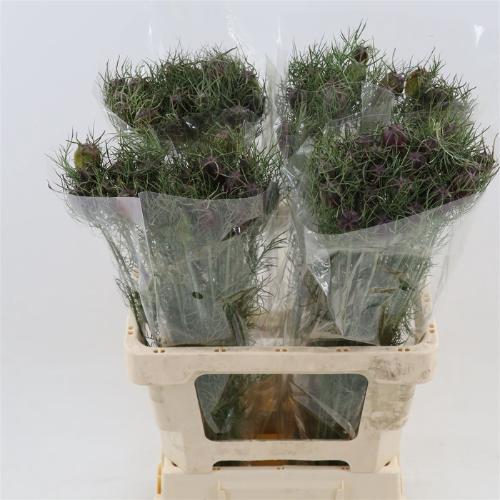 Nigella damascena (zaaddozen)