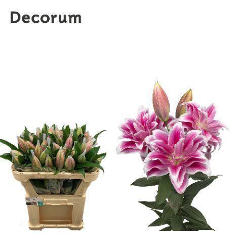 Lilium (Oriental Grp) dubbel Roselily Olympia