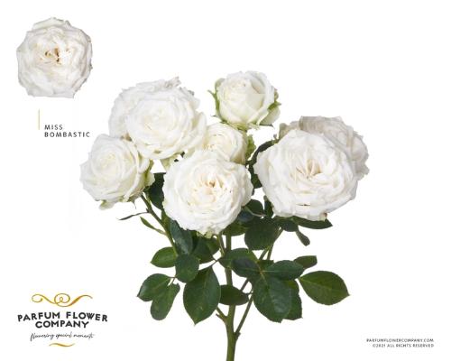 Rosa tros Miss Bombastic