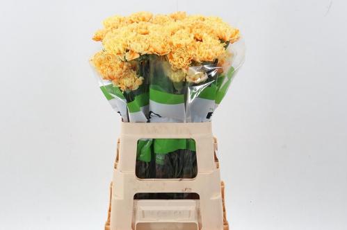 Dianthus standaard kleurbehandeld H%