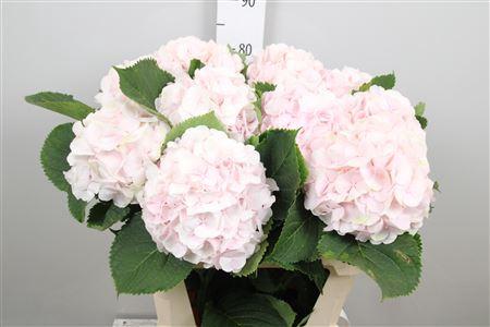 Hydrangea macrophylla 'Sweet Verena'