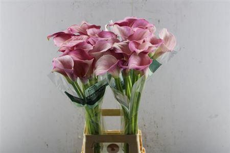 Zantedeschia 'Blushing Lady'