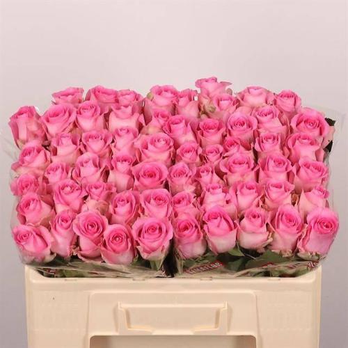 Rosa grootbloemig Revival