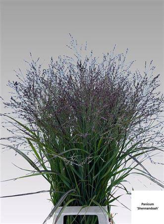Panicum overig
