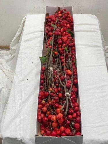 Siervruchten per tak Malus 'Red Sentinel'