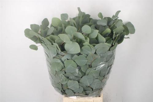 Eucalyptus per bos polyanthemos