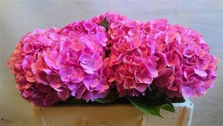 Hydrangea macrophylla 'Bodensee' (roze)