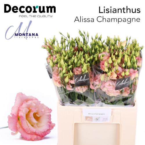 Eustoma russellianum gevuldbloemig 'Alissa Champagne'