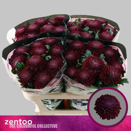 Chrysanthemum (Indicum Grp) geplozen Poker