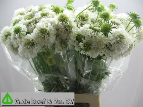 Scabiosa atropurpurea Focal Scoop White