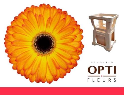 Gerbera grootbloemig 'Catwalk'