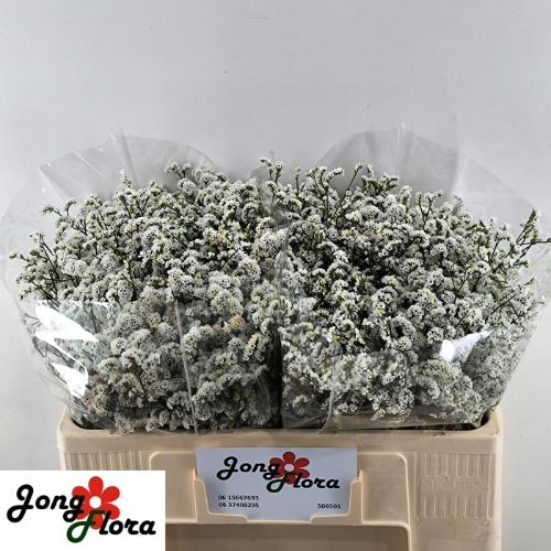 Limonium sinensis Mountain Diamond