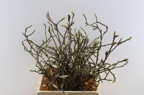 Magnolia grandiflora per bos