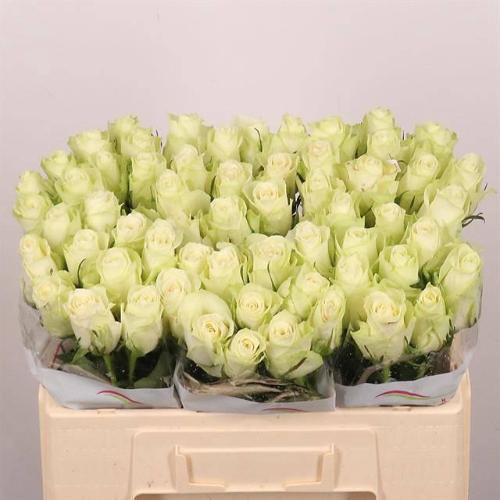 Rosa grootbloemig Athena