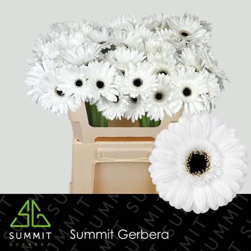 Gerbera mini 'Yukina'