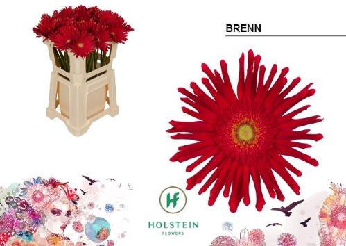 Gerbera grootbloemig krulvormig Gerpasta Brenn